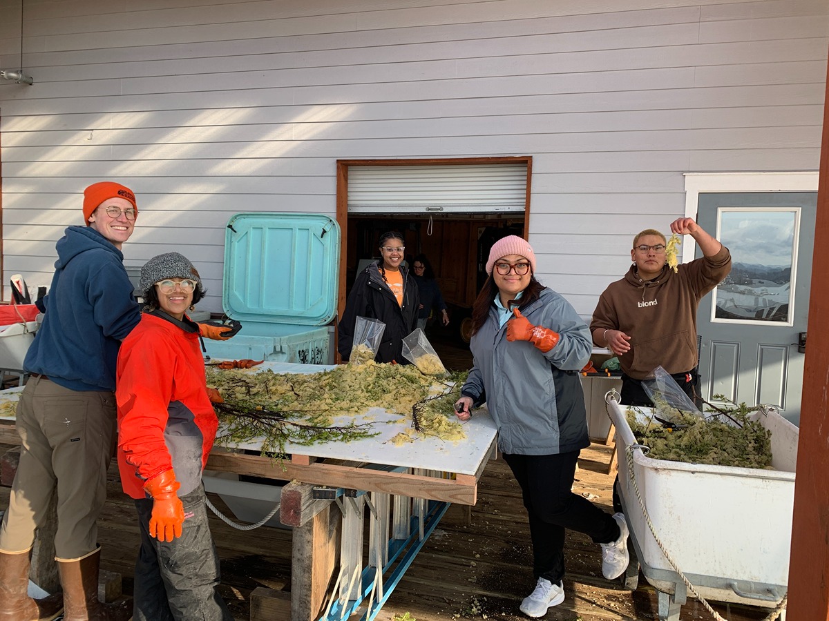 Year students and staff process herring eggs.